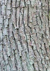 ash tree bark with cracks and texture