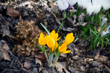 Beautiful crocuses in garden. Shallow depth of field.