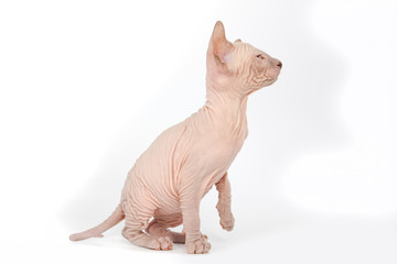 Funny hairless sphynx kitten on white background