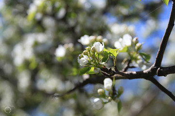 Obraz premium blossom, flower, spring, nature, cherry, garden