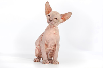 Funny hairless sphynx kitten on white background