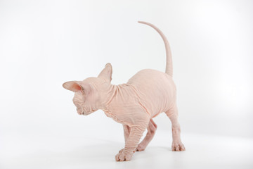 Funny hairless sphynx kitten on white background