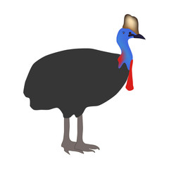 Casuarius bird illustration
