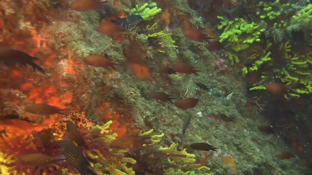 Deep water reefs Violescent sea-whip gorgones, Spain