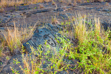Ancient petroglyphs