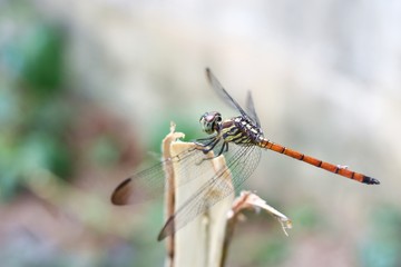 Dragonfly with a red tail on a branch with natural green and white background,Lathrecista asiatica asiatica