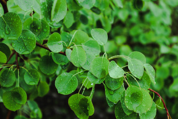 photo depicts bright colorful green fresh leaves with dew drops. Springtime, new leaves with raindrops of water on it. Close up, macro view.