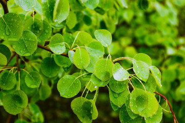 photo depicts bright colorful green fresh leaves with dew drops. Springtime, new leaves with raindrops of water on it. Close up, macro view.