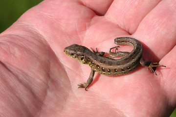 lizard