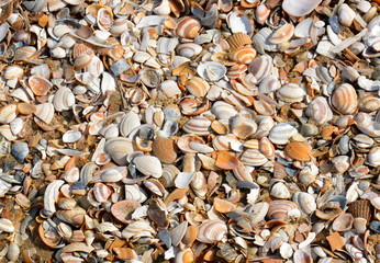 Muscheln am Strand