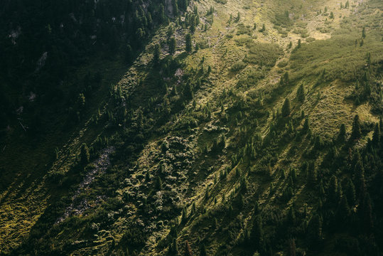 Hang mit B&auml;umen und Wiese im Sonnenlicht im Stubaital, &Ouml;sterreich