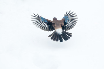 Eurasian jay (Garrulus glandarius) flying over snow