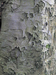 sycamore bark on mature woodland tree