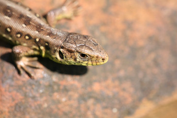 lizard