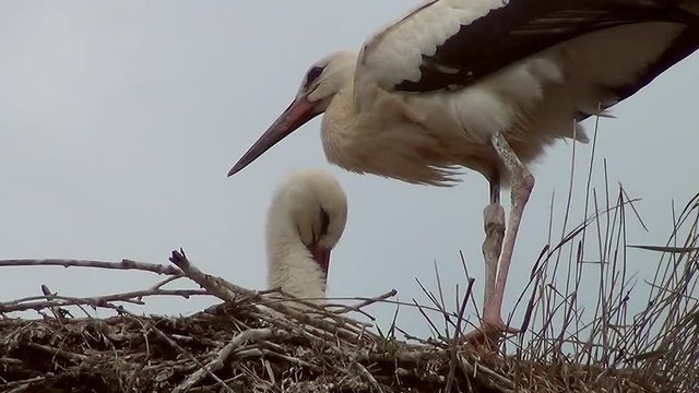 Der Jungstorch dr&uuml;ckt den Kot &uuml;ber den Nestrand (Gro&szlig;aufnahme)