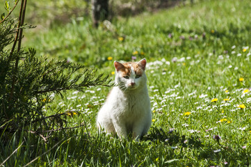 White and yellow rustic cat in green grass garden courtyard
