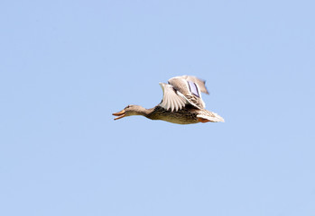 Female mallard duck in flight against clear blue sky
