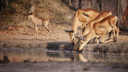 Lichtenstein's hartebeest at waterhole