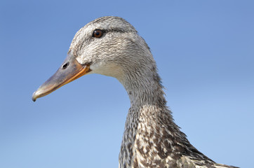 Profile portrait of duck on blue sky background