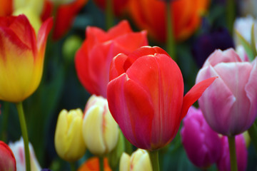 Spring tulips in Amsterdam