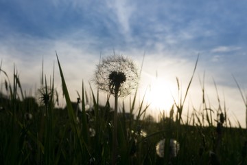 Obraz na płótnie Canvas Dandelion in the grass during sunset. Slovakia