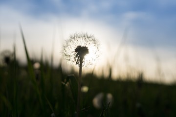 Fototapeta na wymiar Dandelion in the grass during sunset. Slovakia