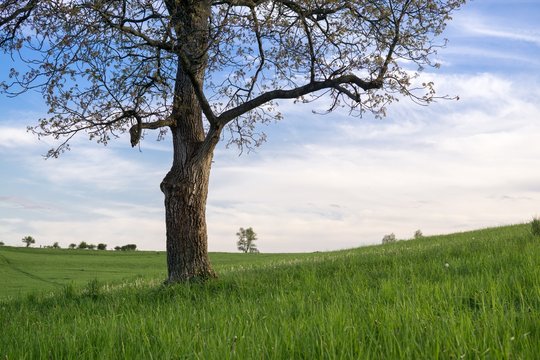 Abandoned tree on meadow during sunset. Slovakia