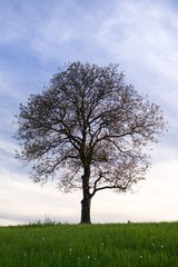 Fototapeta premium Opuszczone drzewo na łące podczas zachodu słońca. Słowacja