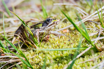Junger Teichfrosch (Pelophylax esculentus) im Moos