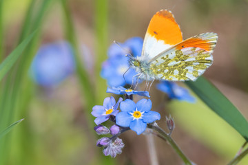 Aurorafalter (Anthocharis cardamines) Schmetterling auf einer blauen Blüte