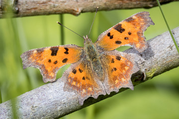 C-Falter (Polygonia c-album) Schmetterling sitzt auf einem Ast