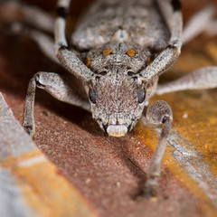 Zimmermannsbock (Acanthocinus aedilis) Bockkäfer auf einer gefällten Kiefer