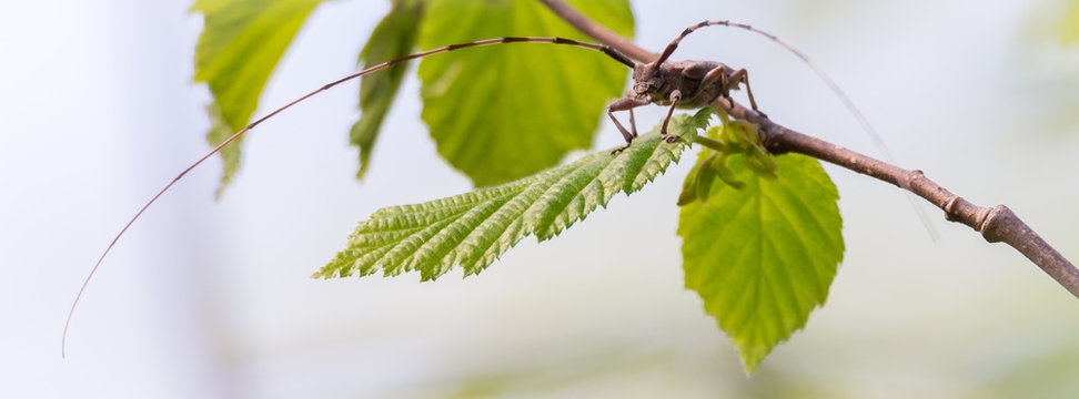 Zimmermannsbock (Acanthocinus aedilis) auf einem Zweig sitzend