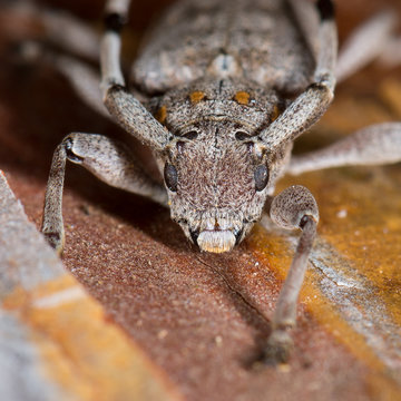 Zimmermannsbock (Acanthocinus aedilis) Bockk&auml;fer auf einer gef&auml;llten Kiefer