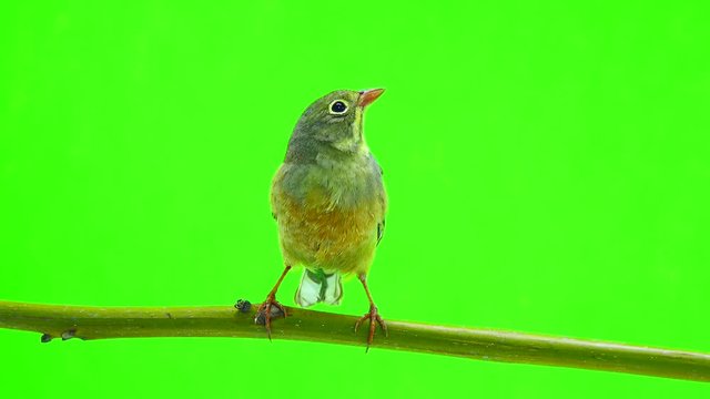 ortolan (Emberiza hortulana) isolated on a green background in studio shot