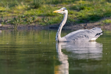 Graureiher ( Ardea cinerea) schwimmt auf dem Teich