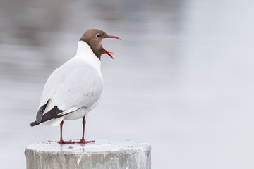Lachmöwe (Chroicocephalus ridibundus) beim Ruf