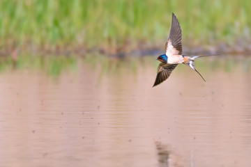 Rauchschwalbe (Hirundo rustica) beim schnellen Jagdflug über dem Teich