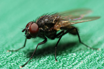 Macro of house flies or fly insect close up. Little fly on green table
