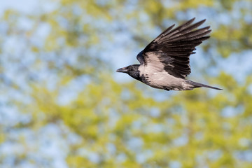 Nebelkrähe (Corvus cornix) im Flug