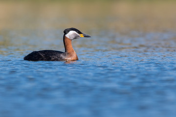 Rothalstaucher (Podiceps grisegena) an einem Sommertag auf dem Wasser