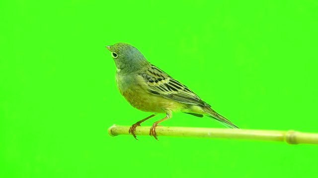 ortolan (Emberiza hortulana) isolated on a green background in studio shot