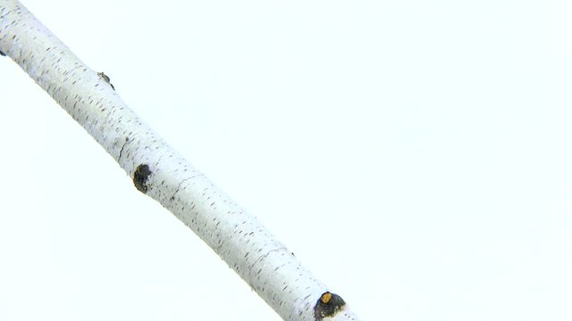 ortolan (Emberiza hortulana) isolated on a white background in studio shot