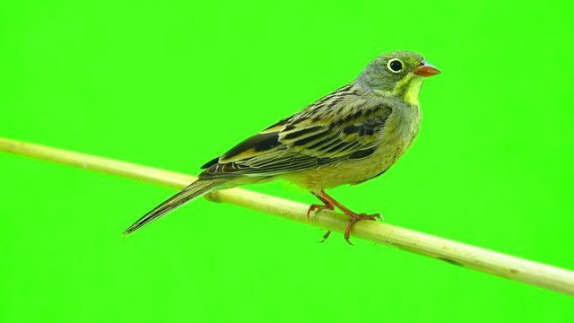 ortolan (Emberiza hortulana) isolated on a green background in studio shot