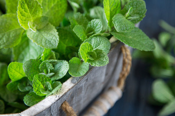 Fresh mint leaves herb. selective focus, copy space