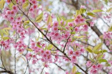 sakura