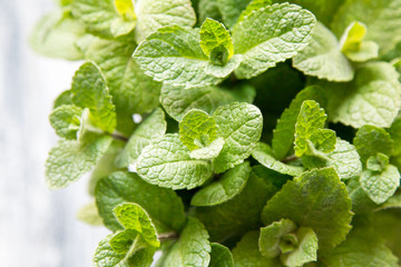 Fresh mint leaves herb. selective focus, copy space