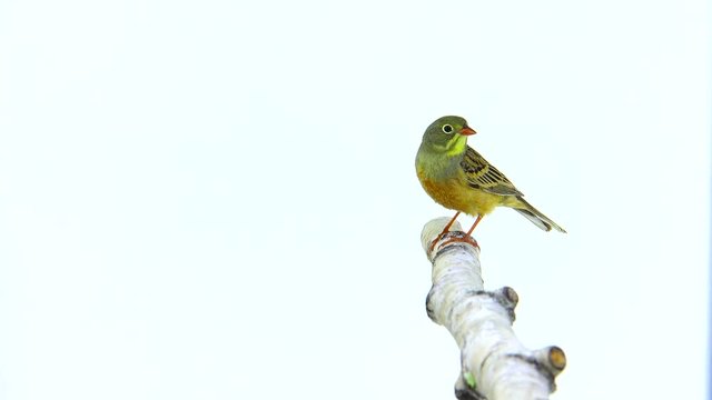 ortolan (Emberiza hortulana) isolated on a white background in studio shot