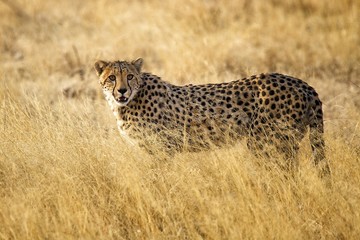 Naklejka premium Cheetah on the prowl in Etosha