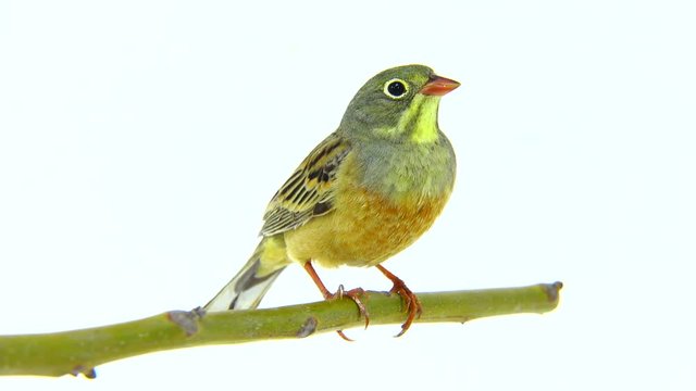 ortolan (Emberiza hortulana) isolated on a white background in studio shot